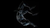 Ultimate Spider-Man 2024 Black HQ Agrofo